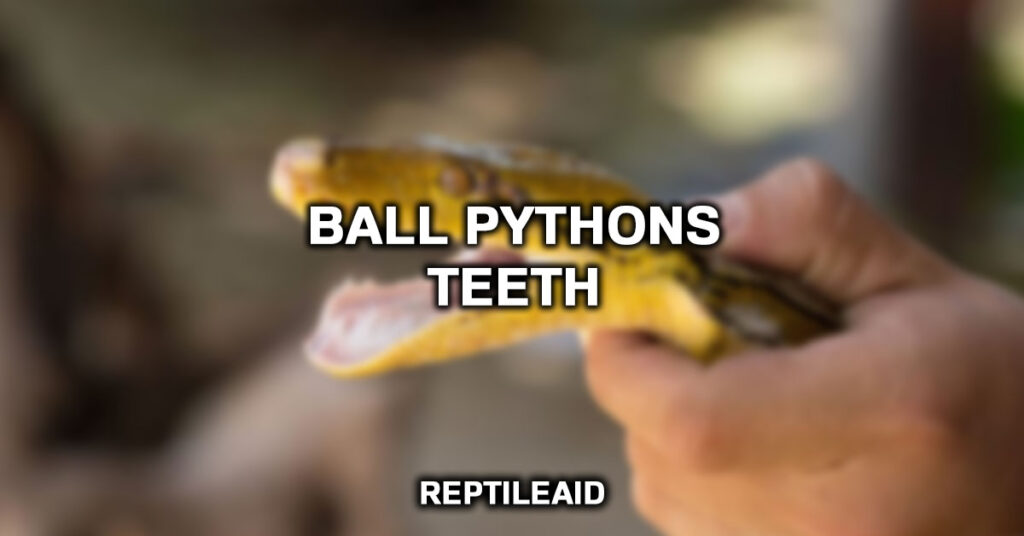 Ball Pythons Teeth