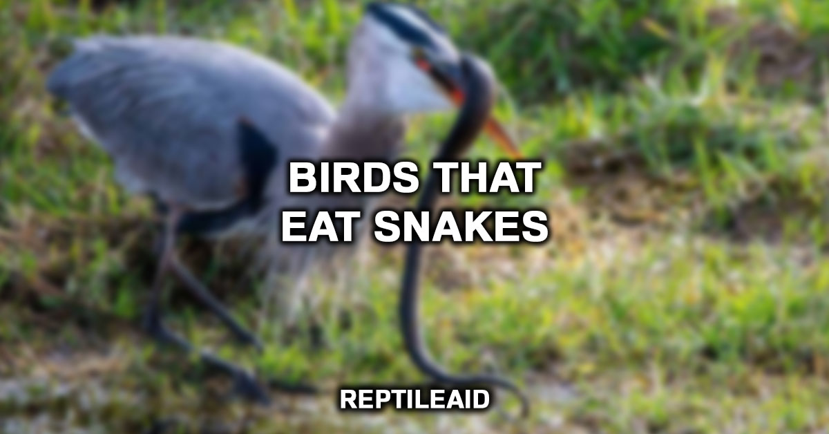 Birds That Eat Snakes
