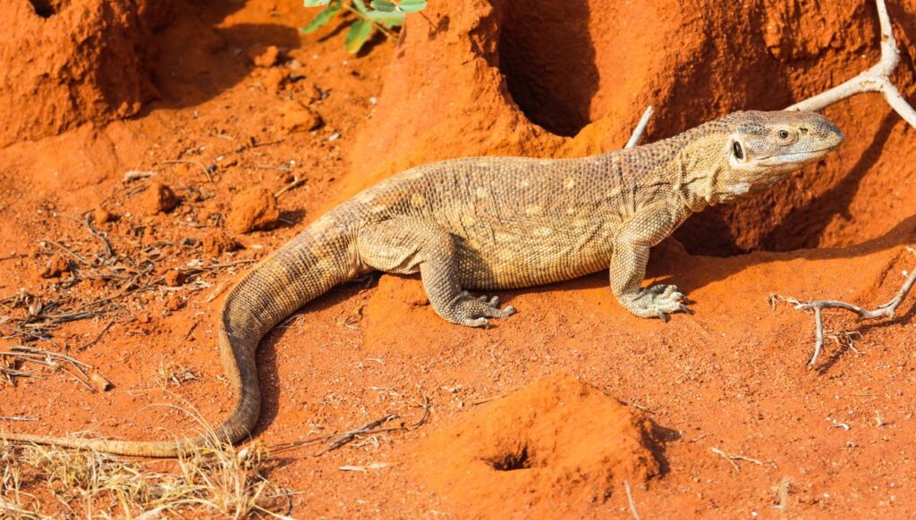 Desert iguana