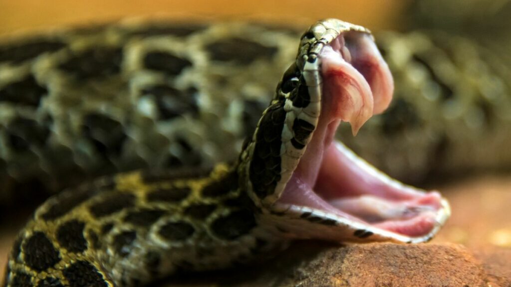 Do ball pythons have fangs?