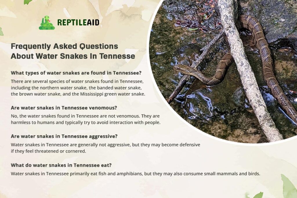 Frequently Asked Questions About Water Snakes In Tennesse