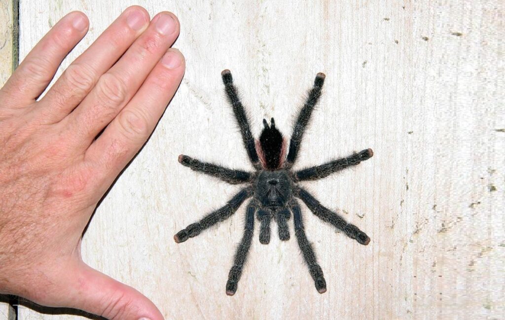 How Big Can Pink Toe Tarantula Get?