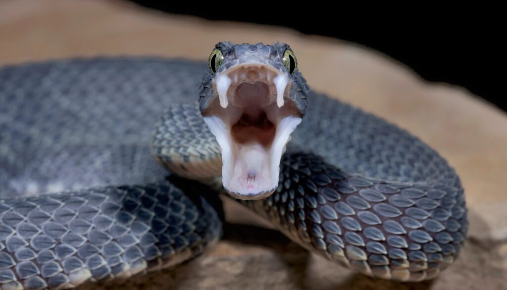 How many teeth does a ball python have?