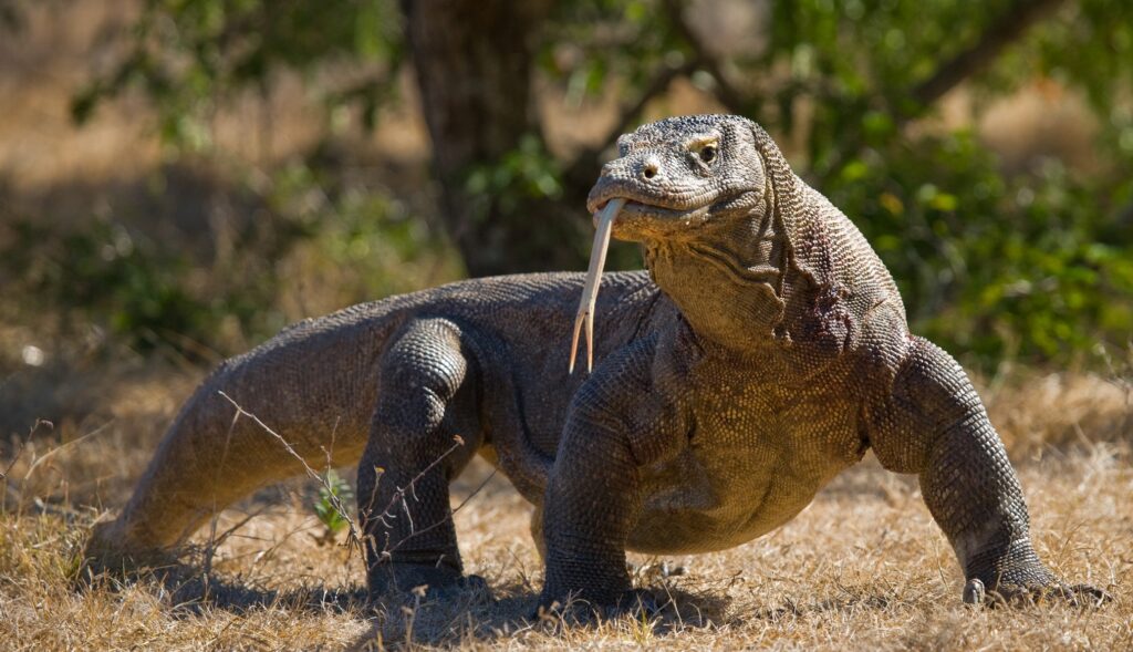 How much does it cost to buy a Komodo dragon? 