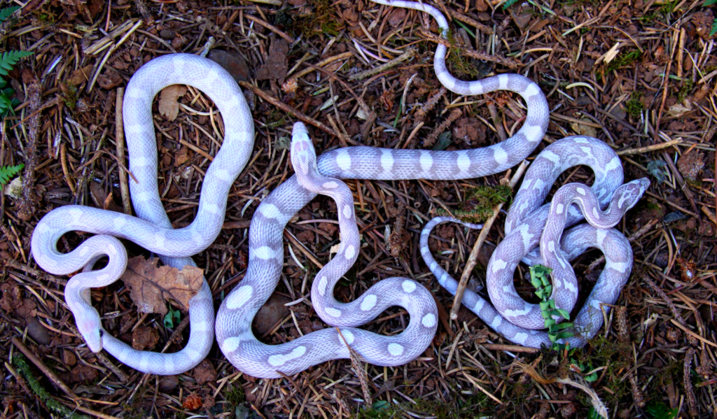 Lavender Corn Snake Substrate