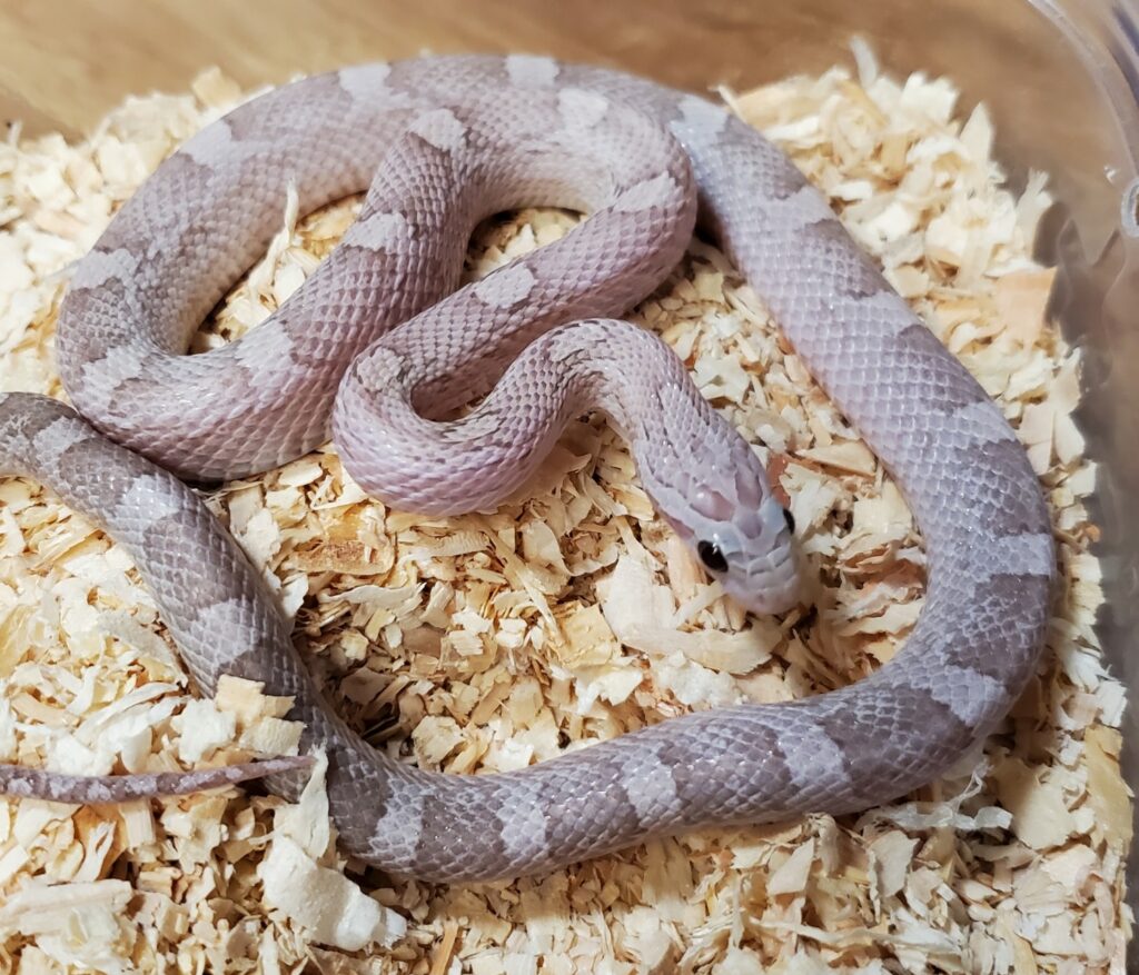 lavender corn snake 