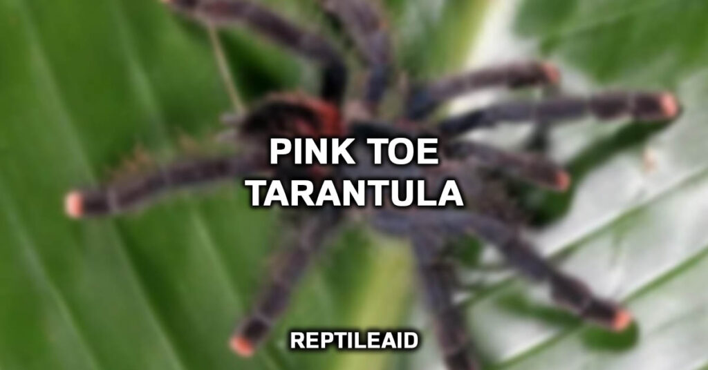 Pink Toe Tarantula