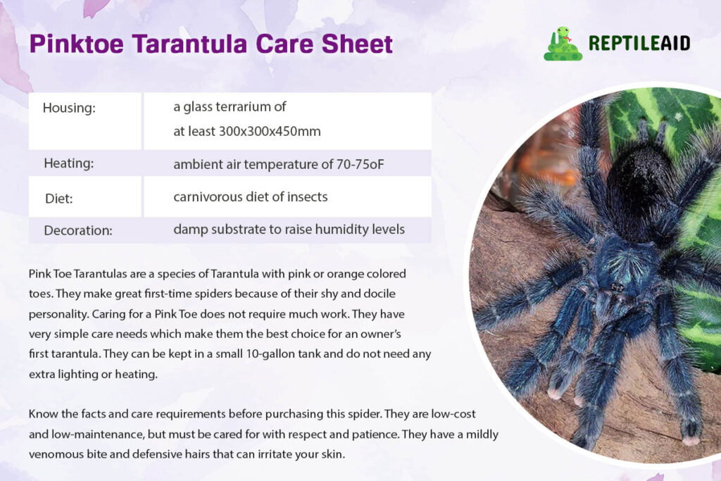 Pinktoe Tarantula Care Sheet