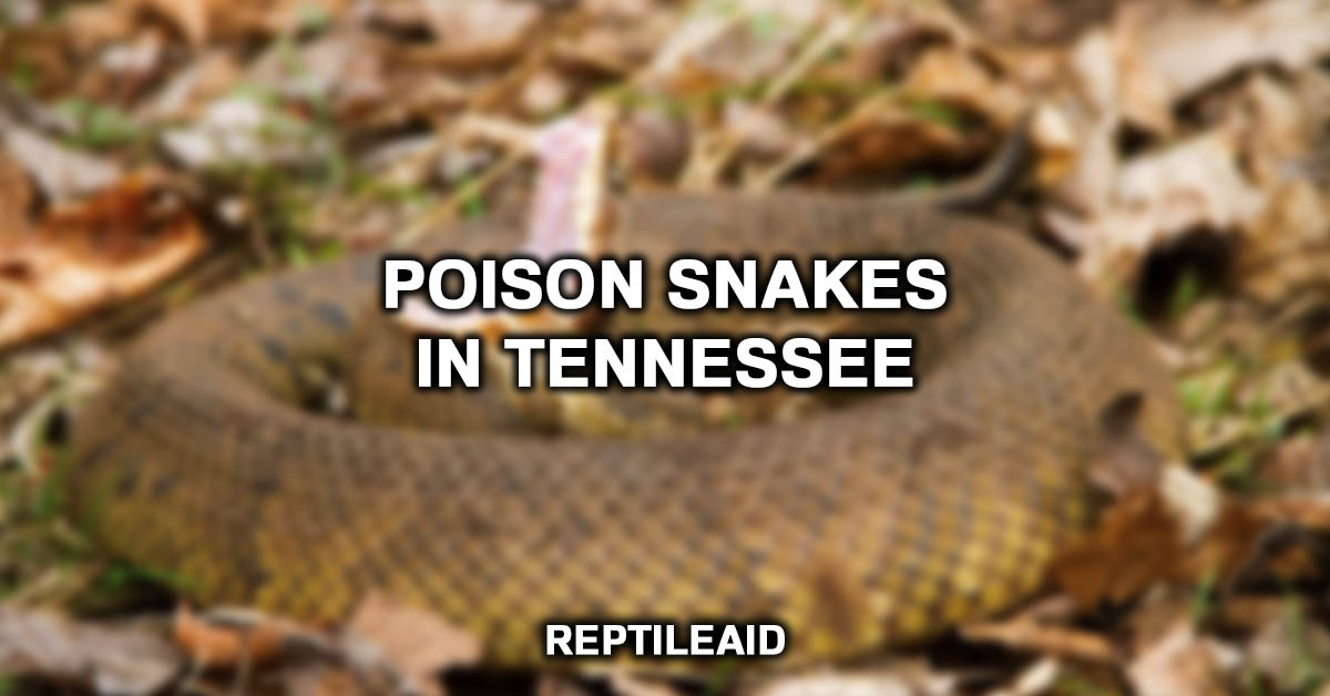 Poison Snakes In Tennessee