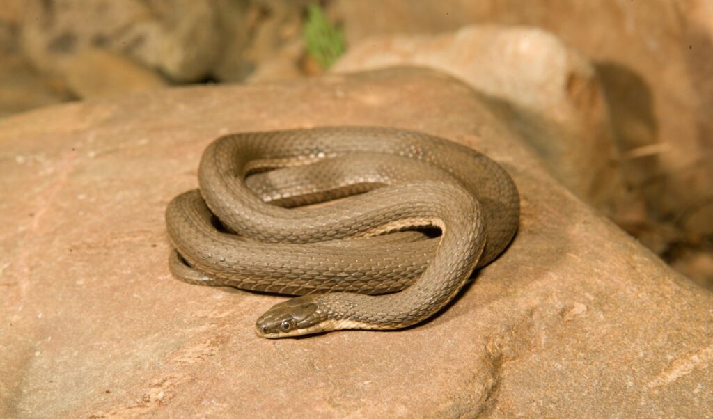 Queen snake (Regina septemvittata)