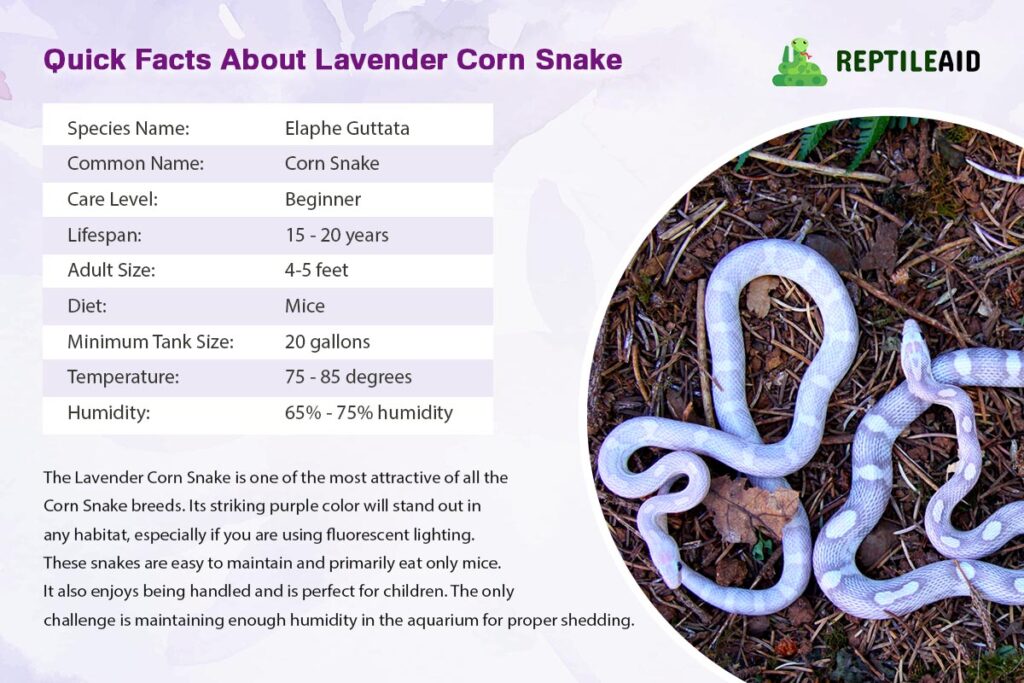 Quick Facts about Lavender Corn Snake