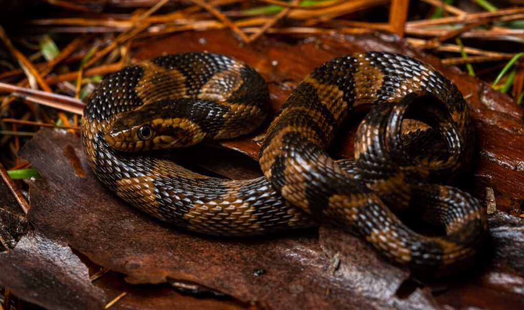 Southern Water snake (Nerodia fasciata)