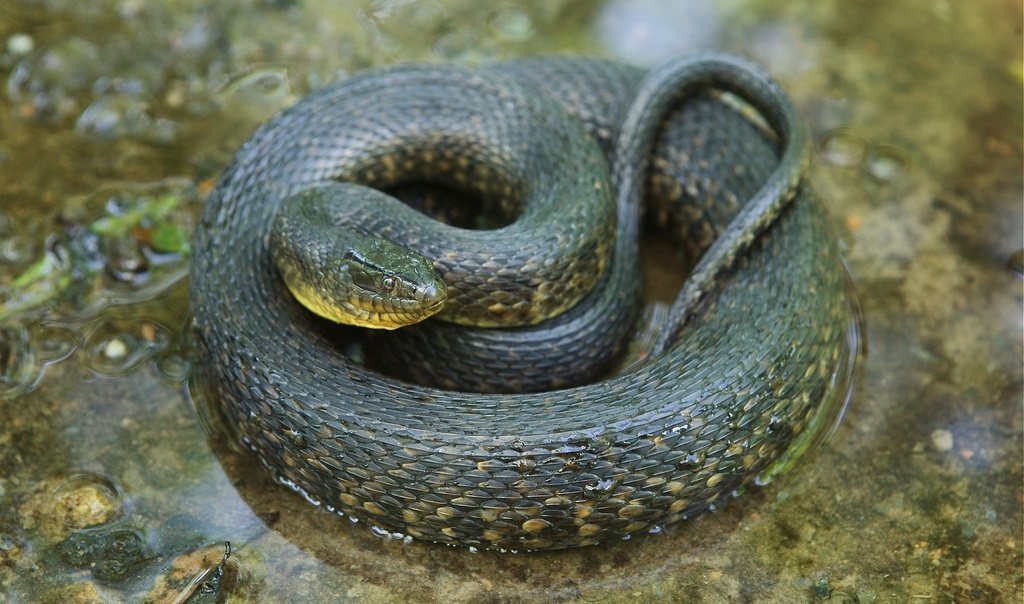 The Mississippi green water snake (Nerodia cyclopion)