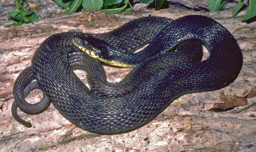 The Plain-Bellied water snake (Nerodia erythrogaster)