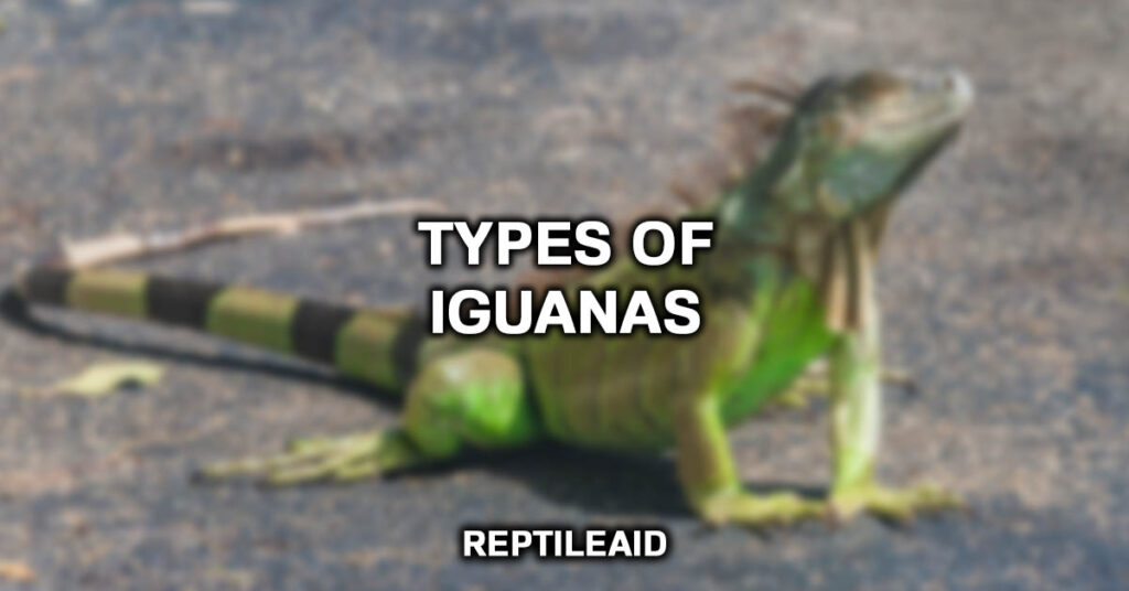 Types Of Iguanas