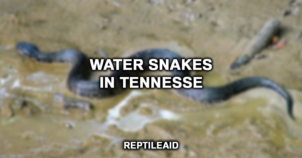 Water Snakes In Tennesse