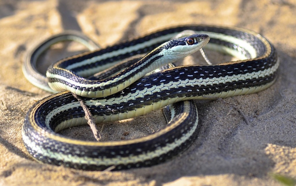 Western ribbon snakes (Thamnophis proximus proximus)