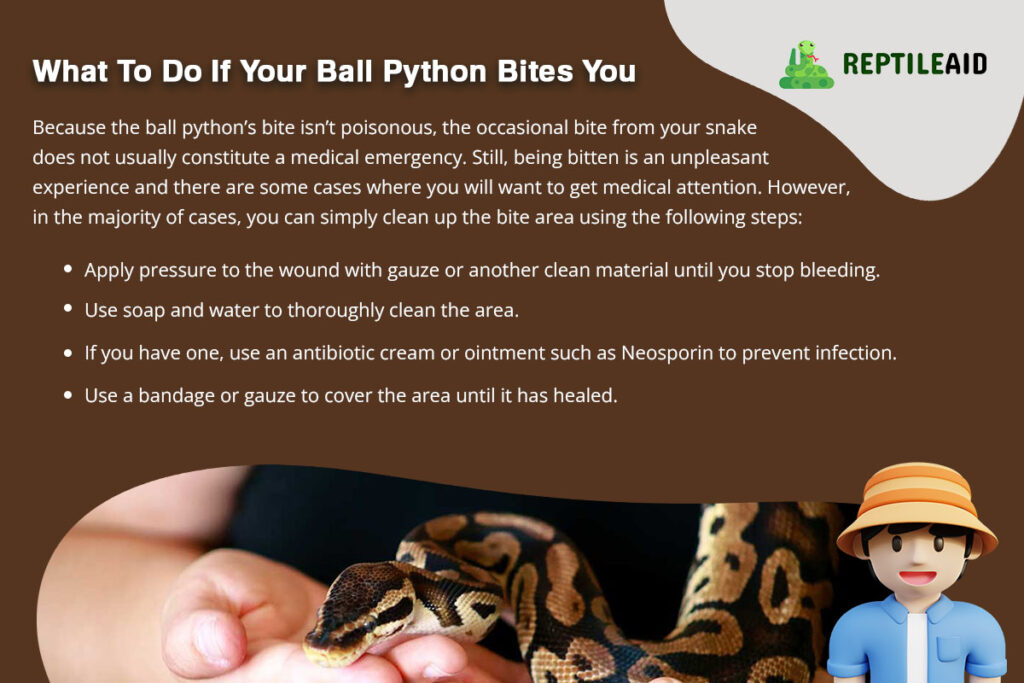 What To Do If Your Ball Python Bites You