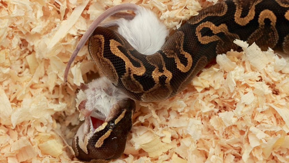 What do ball pythons eat?