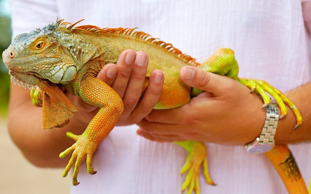 What is the best type of iguana for a pet?