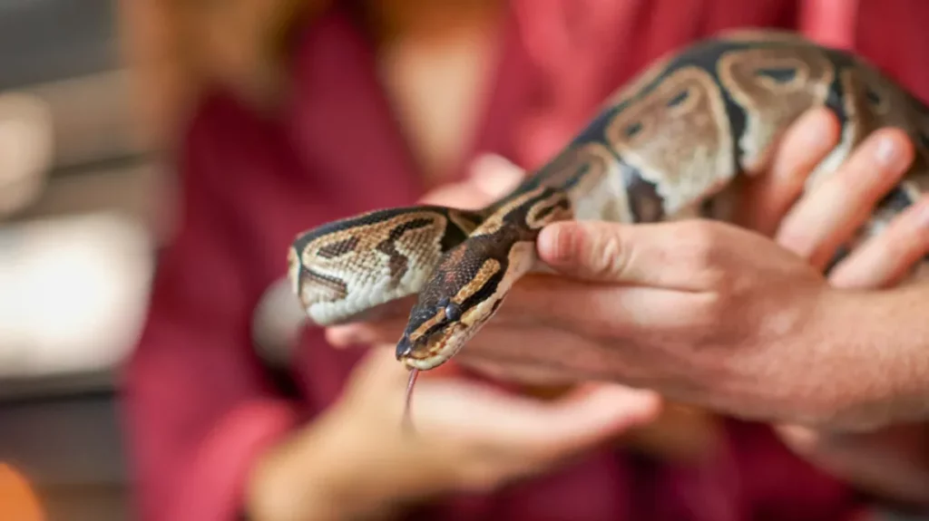 What to do if your ball python bites you?
