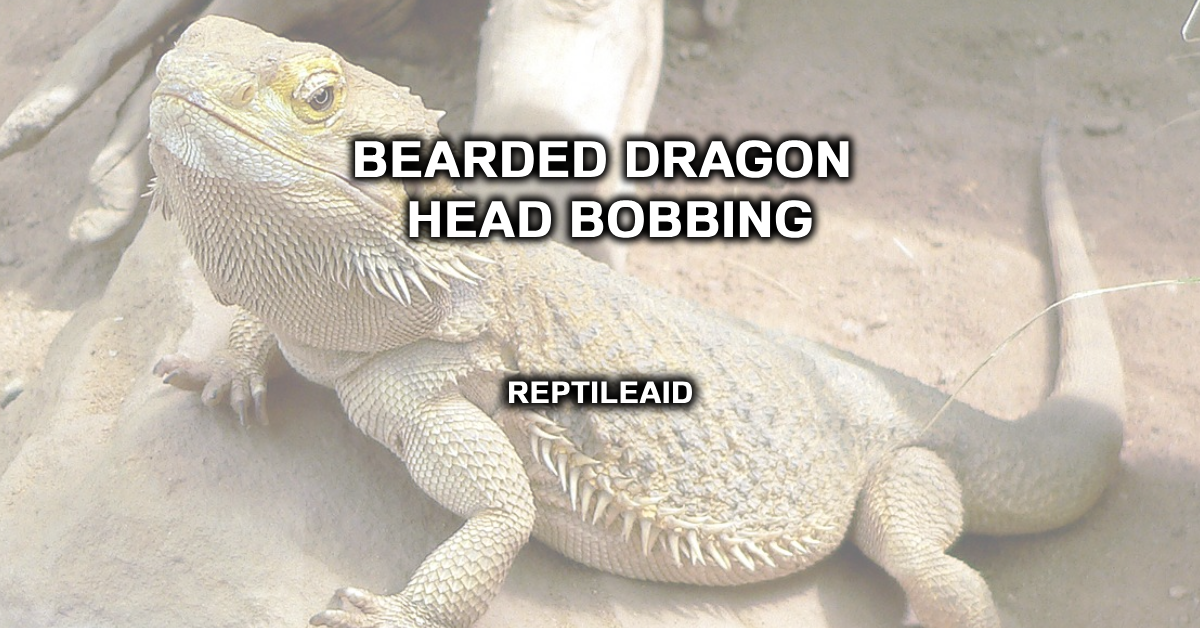 Why Do Bearded Dragons Bob Their Head? (7 Reasons Why)