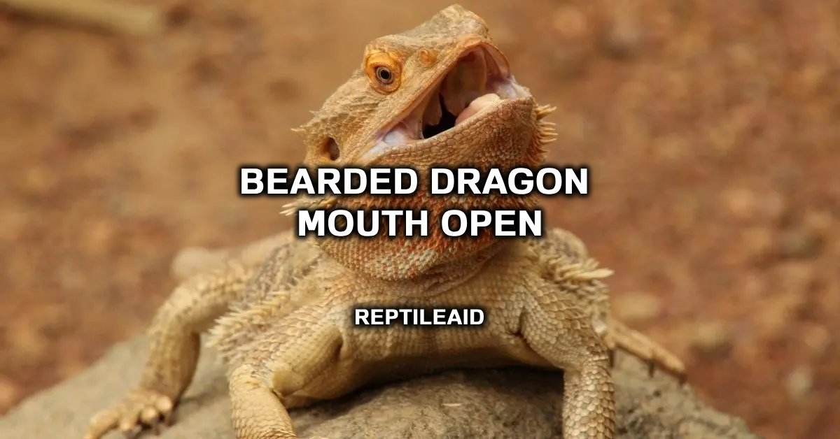 Bearded Dragon Mouth Open