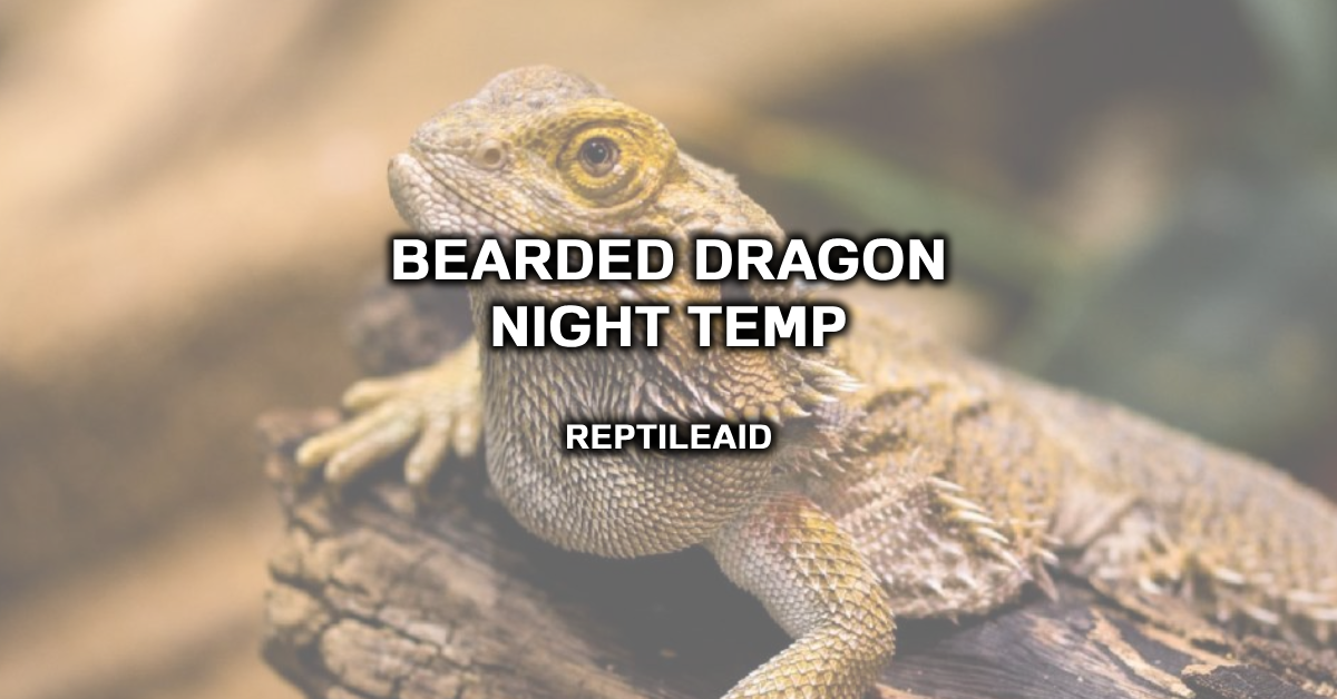 Bearded Dragon Night Temp