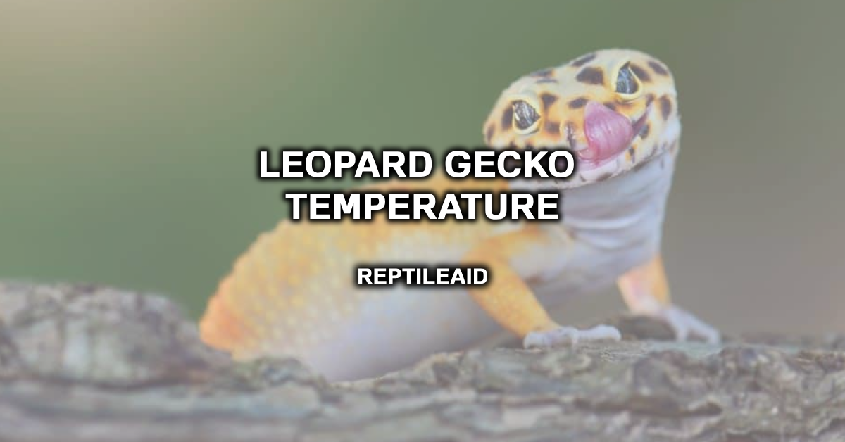 Leopard Gecko Temperature
