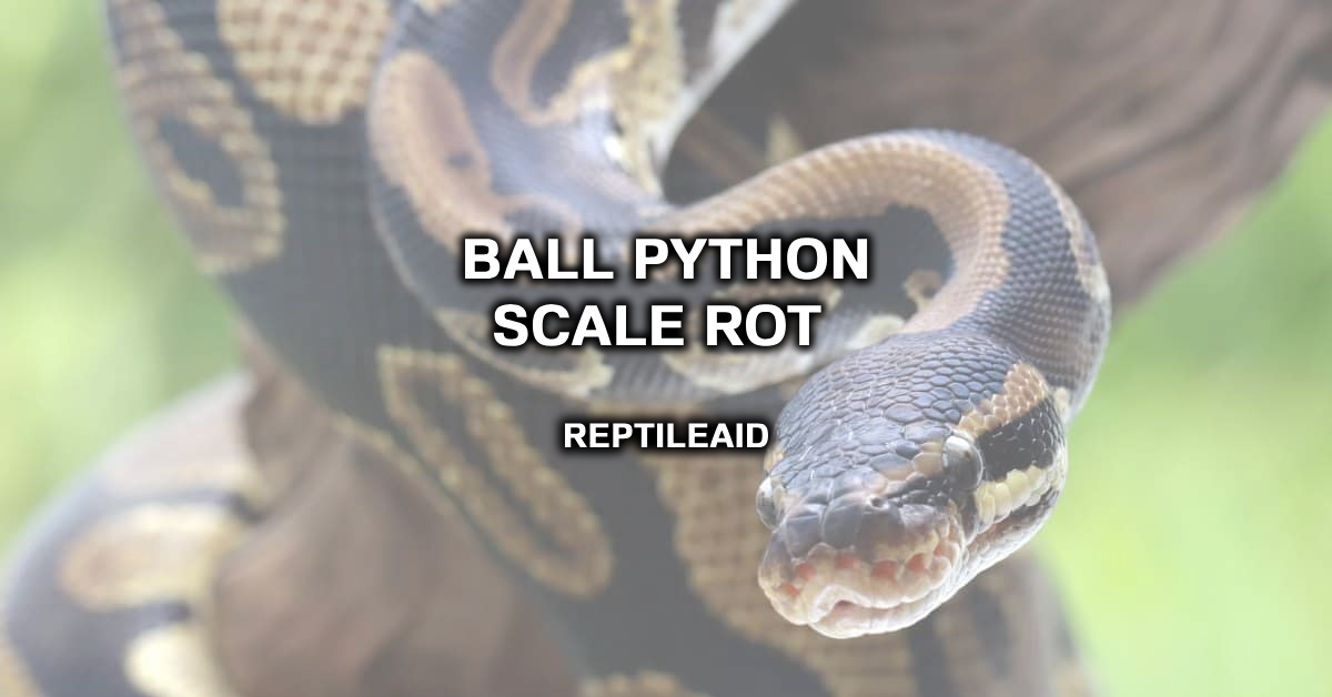 Ball Python Scale Rot